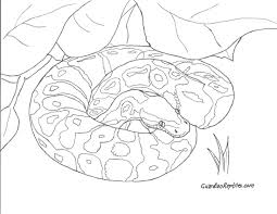 Ball Python Coloring Sheets Bing Images