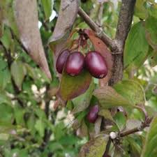 Image result for Komule střídavolisté