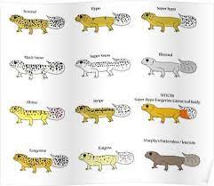 Maybe you would like to learn more about one of these? Common Leopard Gecko Morphs Poster Leopard Gecko Morphs Leopard Gecko Gecko