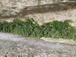 Image result for Vandenboschia