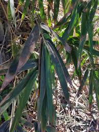 Image result for Bambusa vulgaris