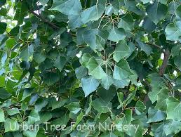 Image result for Populus deltoides