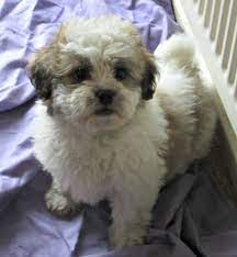 Teddy bear cut for a pet bichon frise (mix). Bichon Frise X Shih Tzu Off 78 Www Usushimd Com