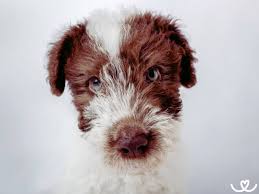 Image result for foxterier drsnosrstý