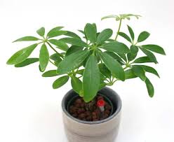 シェフレラ カポックの葉の裏にブツブツ 葉が下を向く 観葉植物の育て方 ｑ ａ ブルーミングスケープ