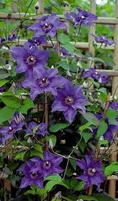 Check spelling or type a new query. Clematis Blue Climador Dormant Bare Roots Large Flowered Vine Quee
