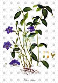 Image result for Isonema infundibuliflorum