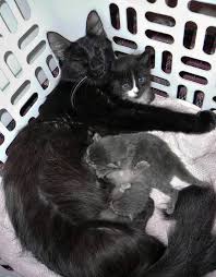 Good Morning Kitten Socks And His Family 5 June 04 2019 Sylvie With Socks Itsy And Bitsy Kitten Socks Mama Cat Cat Mom