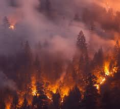 Animal Resources For California Wildfires Redrover California Wildfires Fire Photography Mendocino National Forest