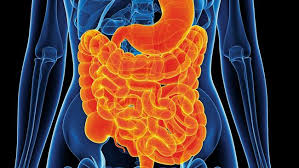 Dec 15, 2020 · how much food can the human stomach hold? Gut Transit Time Can Be Big Indicator Of Your Digestive Health Daily Telegraph