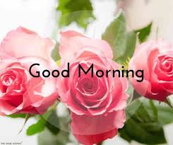 Cute Good Morning With Rose Good Morning Flowers Good Morning Beautiful Flowers Good Morning Images