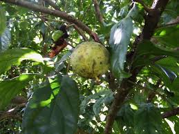 Image result for Oncoba