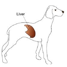 Nutrition For Dogs With Liver Disease Vca Animal Hospital