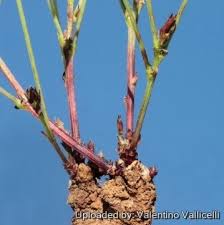 Image result for Dolichos sericeus