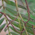 Image result for Calamus deerratus