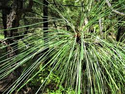 Image result for Philenoptera nelsii