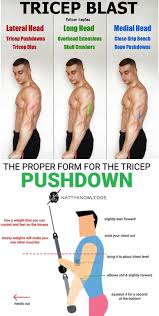 Pin On Biceps Triceps