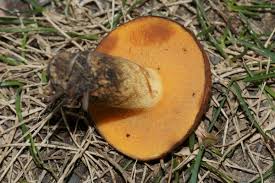 Image result for Suillus subaureus