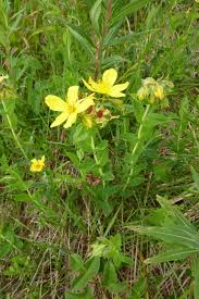 Image result for Hypericum aethiopicum