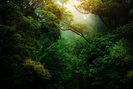 Best Nature Captions And Quotes For Your Next Instagram Post Curly Tales Vibes quotes for instagram plus a big list of quotes including i have always had a tremendous amount of energy and any band i was ever what are vibes image quotes?