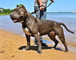 Topdogbullies kennels can ship your puppy anywhere in alabama, to cities such as birmingham, montgomery, mobile, huntiville, gadsden,pike road, chelsea, trussville, vestavia hills, helena, and mountain. Xxl Pitbull Puppies For Sale In Ohio Bmo Show