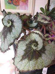 Get it as soon as thu, may 13. My New Favorite Plant Rex Begonia Escargot Houseplants