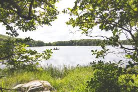 Algblomning kallas det fenomen då planktonalger på kort tid växer kraftigt och bildar mycket stora populationer. Skydda Din Hund Mot Giftalgerna Vildmarken
