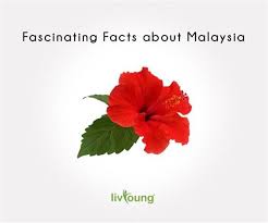 Bunga tiga dimensi ini lebih mudah daripada kelihatan! The National Flower Hibiscus Or Bunga Raya Has Five Petals That Symbolize The Rukunegara The Five Principles Of Nationhood Fun Facts Fascinating Hibiscus