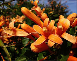 Image result for Pyrostegia