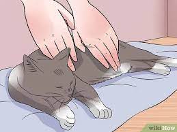 How do you do chest compressions on a cat? How To Perform Cpr On A Cat 14 Steps With Pictures Wikihow