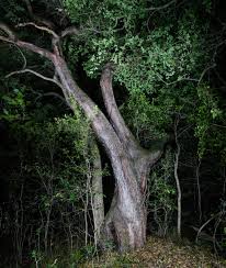 Image result for Droguetia ambigua