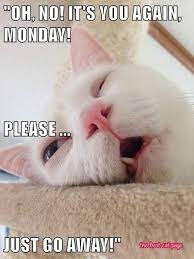How Everyone Feels On Monday Funny Cat Memes Cats Silly Cats