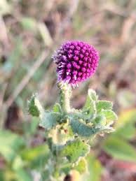 Image result for Sphaeranthus peduncularis