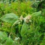 Image result for Helichrysum schimperi