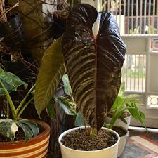 Anthurium Black Queen Anthurium Plant Anthurium Plant Leaves
