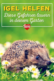 Zu Faul Zum Mahen Darum Sterben Immer Mehr Igel Durch Mahroboter Das Kannst Du Tun Igel Im Garten Igel Ein Herz Fur Tiere
