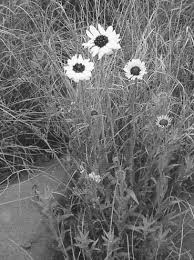 Image result for Callilepis laureola