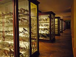 Musee Zoologique De Strasbourg Ornithologie 2 Musee Zoologique De La Ville De Strasbourg Wikipedia Zoologique Strasbourg Musee