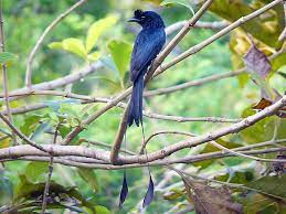 There are three species of swallow in austin one of the biggest threats is lack of food availability, particularly when the weather is dry. 15 Birds With Spectacularly Fancy Tail Feathers
