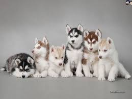 Alaskan malamutes are electric and will malfunction if they get soaked in a water. Alaskan Malamute Puppies