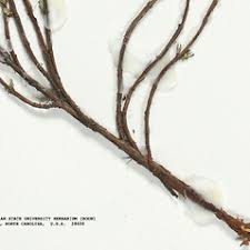 Image result for Oxyanthus strigosus