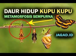 Daur Hidup Kupu Kupu Metamorfosis Sempurna Dan Lengkap Youtube