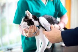 Isiran Kediler Icin Cozum Onerileri My Animals