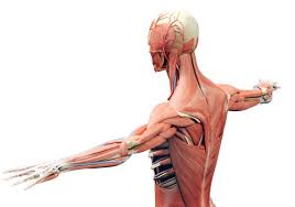 The Musculoskeletal System And Disease