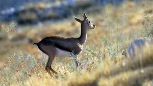 Ceylan isminin anlamını, ceylan isminin analizini ve ceylan ismiyle ilgili birçok bilgiyi bu sayfadan öğrenebilirsiniz. Ruyada Ceylan Gormek Ne Anlama Gelir Neye Isarettir Diyadinnet