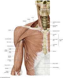 Shoulder girdle muscles are the trapezius, serratus anterior, pectoralis major, rhomboids and levator scapulae. Shoulder Arm Atlas Of Anatomy