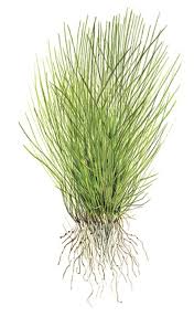 Image result for Eleocharis caduca