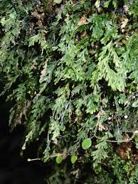 Image result for Crepidomanes inopinatum