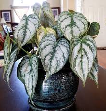 Philodendron Brandtianum Makes A Beautiful Table Plant Needs More Light Than A Green Heart Leaf Philodendron But Rest Plants Philodendron Philodendron Plant