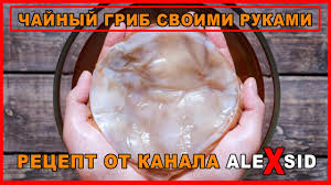 как вырастить молочный гриб с нуля в домашних условиях Kak Vyrastit Chajnyj Grib Doma Recept Youtube